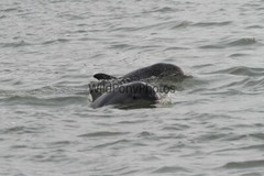 Whales or Dolphins Photo, Pick One Image – Various Sizes