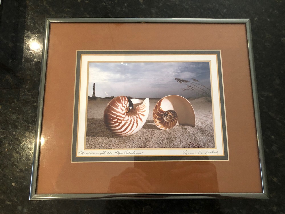 ORIGINAL Kjell B. Sandved NAUTILUS SHELL ART PHOTO Hand Signed L.E. Triple Mat
