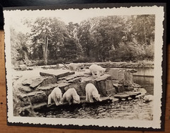 Hanover Zoo in September 1934 – Polar Bears Polar Bear / Photo