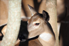 Deer Close‑Up Digital Background | Wildlife Portrait Photo | High‑Resolution