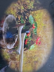 Framed Photograph Of Mixed Art Including Nature And Axes In A Log
