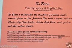 BEAUTIFUL 18″ x 12″ Photo Photograph Print BO BIXLER San Francisco Nature Plant