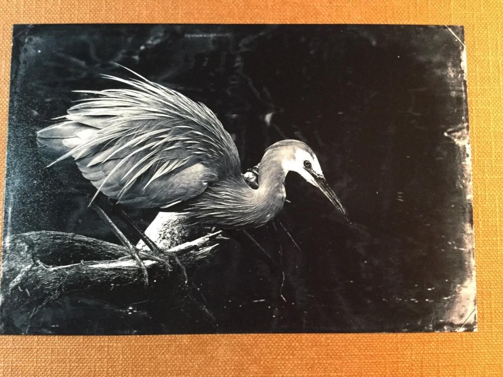 Beautiful Plume J Edwards Original Art Tintype Limited Series From Artist C043