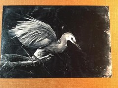 Beautiful Plume J Edwards Original Art Tintype Limited Series From Artist C043