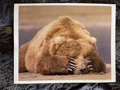 8×10” Sleepy Brown bear Alaska beach Wildlife Photograph nature art Print animal