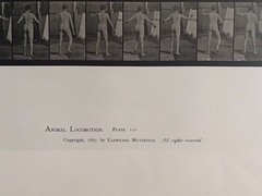 EADWEARD MUYBRIDGE authentic 1887 collotype ANIMAL LOCOMOTION PLATE 550 – lewitt