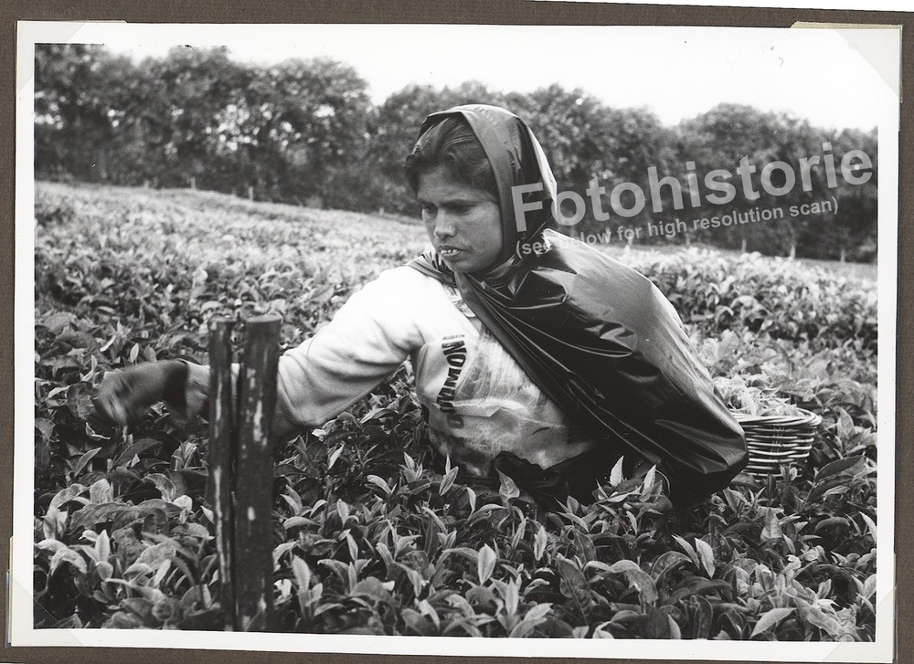 Photo Mauritius Tea Plantation Worker Portrait 1960s Africa Harvest Colonial