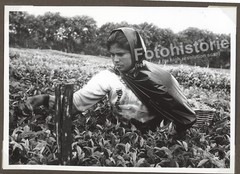 Photo Mauritius Tea Plantation Worker Portrait 1960s Africa Harvest Colonial