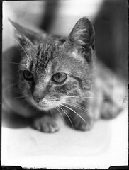 fine art GLASS PHOTO NEGATIVE, 1910’s, CAT, amazing CAT’s portrait it is an ori