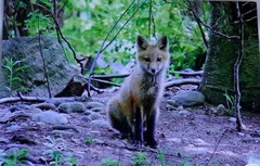 Adorable Young Fox 12×18 unframed photo