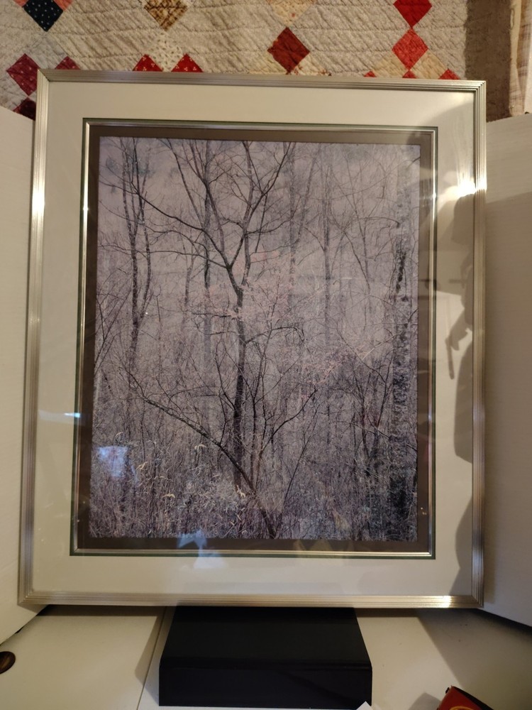 Eliot Porter Print Redbud Tree In Bottom Land Formatting’s Professional Framed
