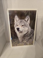 Ken Conger Photography – Gray Wolf