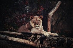 Digital Image Picture Photo Pic Wallpaper Background Lion King Kings Protector