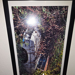 Chevy Impala 350 Overgrown In Brush Framed Photograph In Color