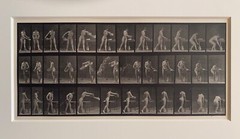 EADWEARD MUYBRIDGE authentic 1887 collotype ANIMAL LOCOMOTION PLATE 402 – lewitt