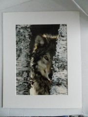 WOLF PHOTOGRAPH BY WARREN MAGILL LIMITED EDITION 20″ X 16″