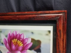 Lotus Flower Signed Photograph On Metallic Paper in Custom Hand Made Oak Frame
