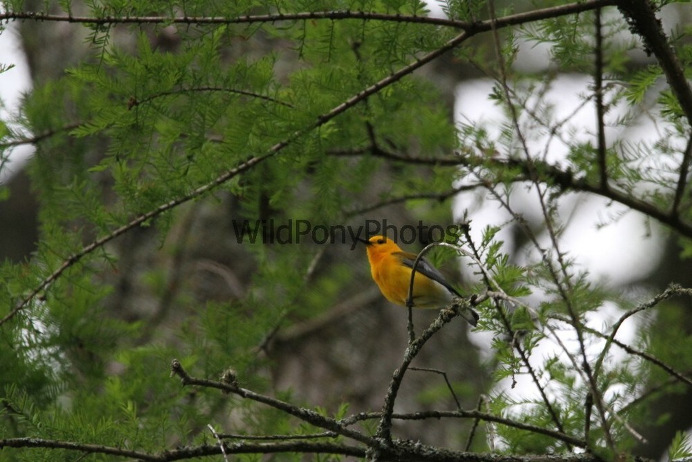 Prothonotory Warbler Photo, Pick One Image – Various Sizes