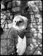 glass negative, SCHÖNBRUNN (Vienna), HARPY, bird, by Eduard PEZDIKA, vintage fin