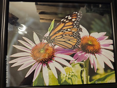 Butterfly In It’s Nature