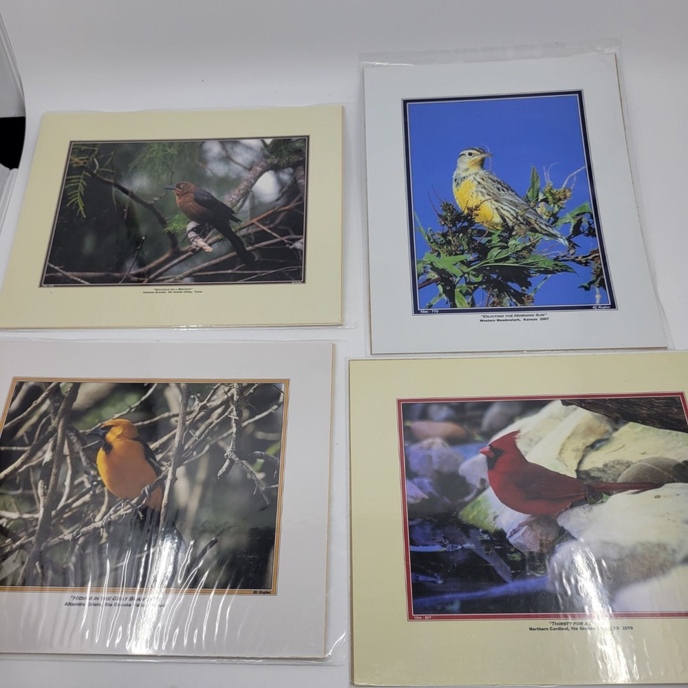 PHOTOGRAPHY Art Prints Lot 4 Vintage BIrds Birding Nature Photos – HW025