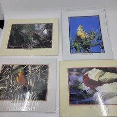 PHOTOGRAPHY Art Prints Lot 4 Vintage BIrds Birding Nature Photos – HW025