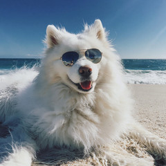 Desktop Wall paper, Digital Image, stunning Dog at beach, Photo, photo art