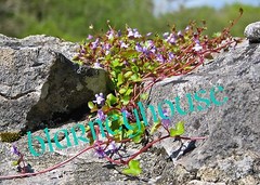 LOVELY WILD FLOWERS GROWING ON A ROCK WALL!! 8 x 10 PHOTO IRELAND!