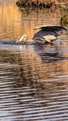 Cort Clifford Wildlife Photography Heron Print 18×24 Matted