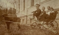 orig. Photo Circa 1905 Children Dogs Carriage Animal Dog Toy