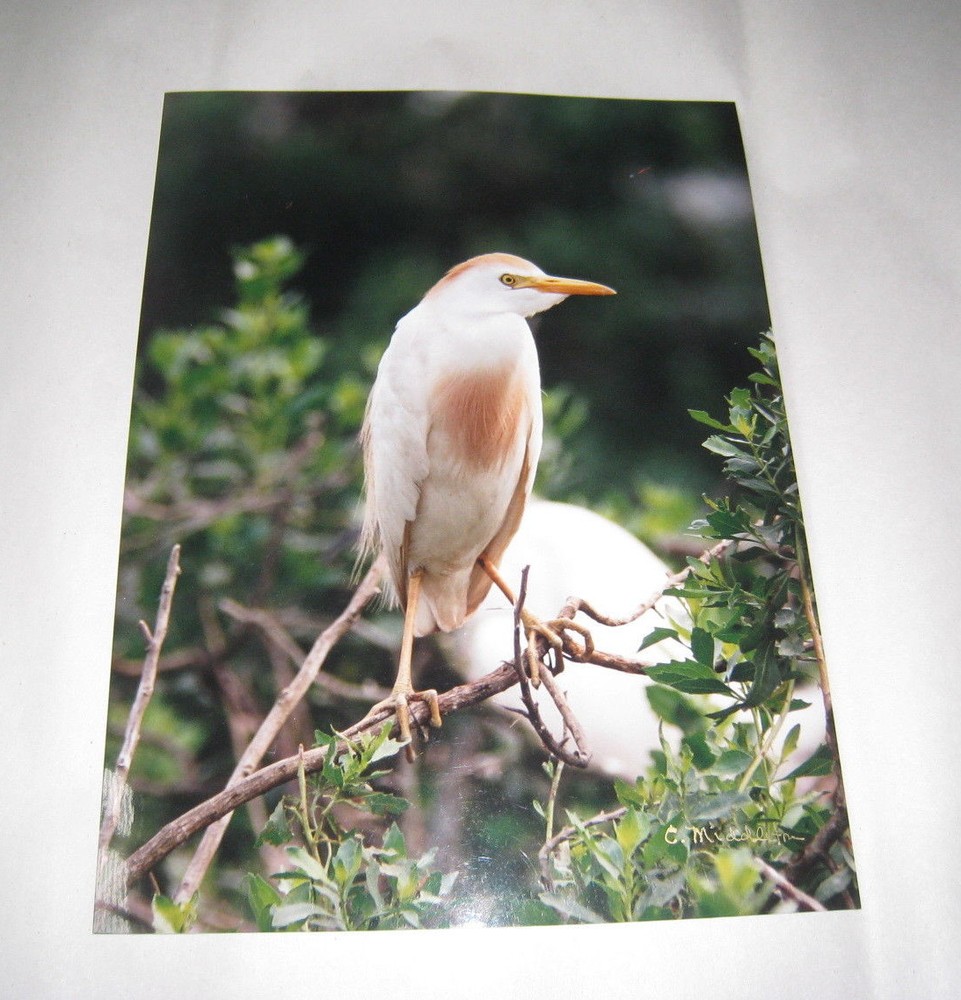 Beautiful Photograph of a Cattle Egret, Louisiana 8 x 10″ Signed, Some Damage