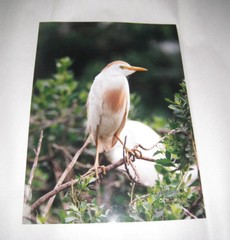 Beautiful Photograph of a Cattle Egret, Louisiana 8 x 10″ Signed, Some Damage