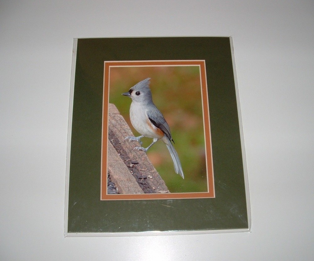 Titmouse Bird Matted Photo, 8″x10″, Nature Focus Art, pre-owned (Unopened)