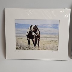 Horse Photograph Lot of 3 Equestrian Caroline Christie Signed Matted