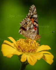 Butterfly Flower Photograph w Canvas Texture on Styrene Board Print Art 8×10