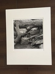 BRUCE BLUM Matted & SIGNED B&W Photo Print (17 » X 13″)-«Driftwood»