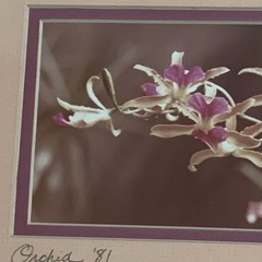 Original Photo Pink Orchid Signed & Framed Estate 1981