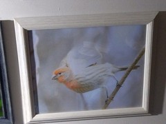 Magnificent Flying Bird Portraits. One Of A Kind Anywhere In The World.