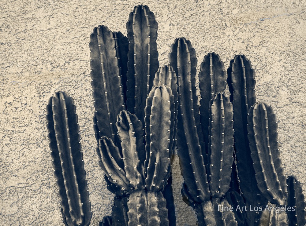 Jay Buchsbaum Photo, Untitled Cactus and Wall #3