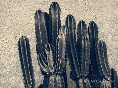 Jay Buchsbaum Photo, Untitled Cactus and Wall #3