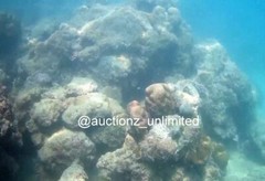 Digital Image Picture Photo Pic Andaman India underwater coral life scuba AND037