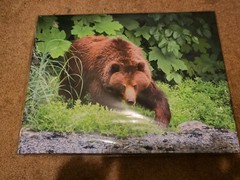 Bear Grizzly Painting Photo Mounted Wood Frame