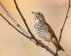 Hermit thrush 11×14 Photograph Print 11″x14″