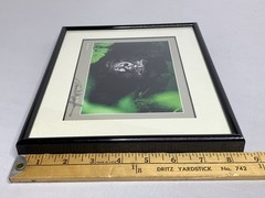 Thomas Mangelsen 8X10 «Gentle Giant The Silverback» Image of Nature P155
