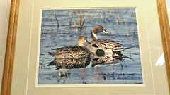 Thomas Mangelsen Signed Photo Print PINTAIL PAIR Limited Edition Framed Matted