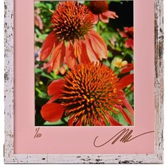 MICHAEL RAY Original Vintage Signed Long Island NY Floral Still Life Photograph