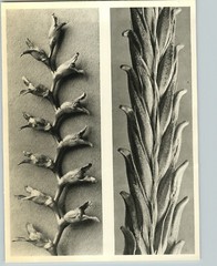 1942 Original BOTANICAL PLANT Montbretia Flower Photo Art KARL BLOSSFELDT