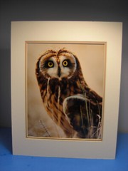 Warren Magill «Short Earred Owl» LTD ED Signed Color Photograph