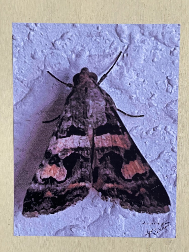 Insect wall Art photograph- Moth 8.5×11