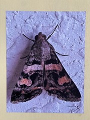 Insect wall Art photograph- Moth 8.5×11